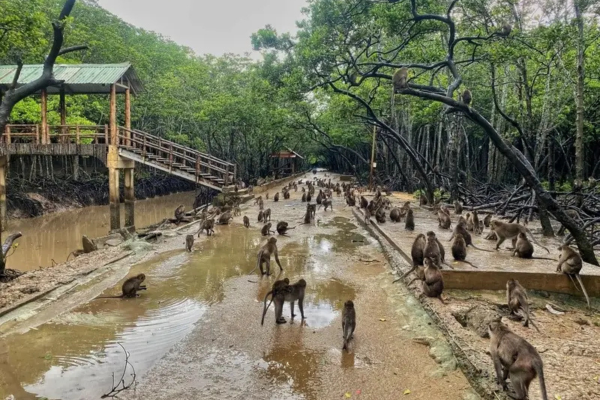 Tour Cần Giờ 1 Ngày: Khám Phá Đảo Khỉ & Khu Dự Trữ Sinh Quyển UNESCO